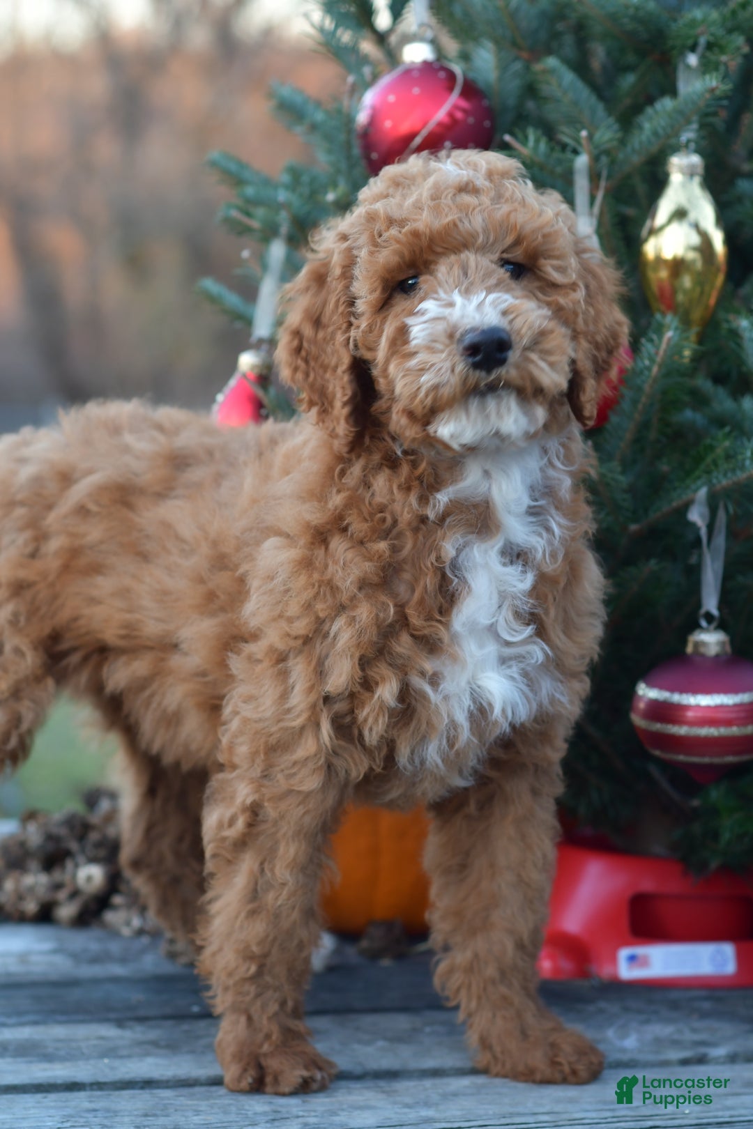Standard Poodle dogs for sale: Candy - Ad 11