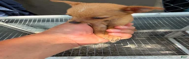 Mixed Breed 6
