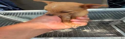 Mixed Breed dogs for sale: Mixed Breed 6 - Ad 1