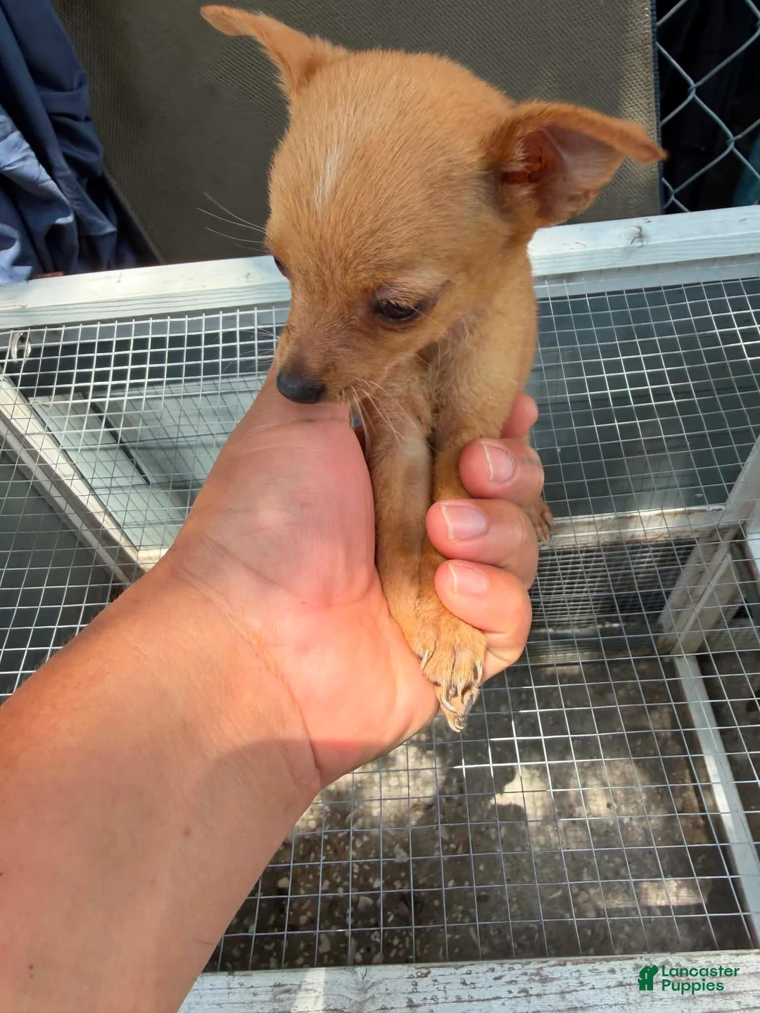 Mixed Breed dogs for sale: Mixed Breed 6 - Ad 1