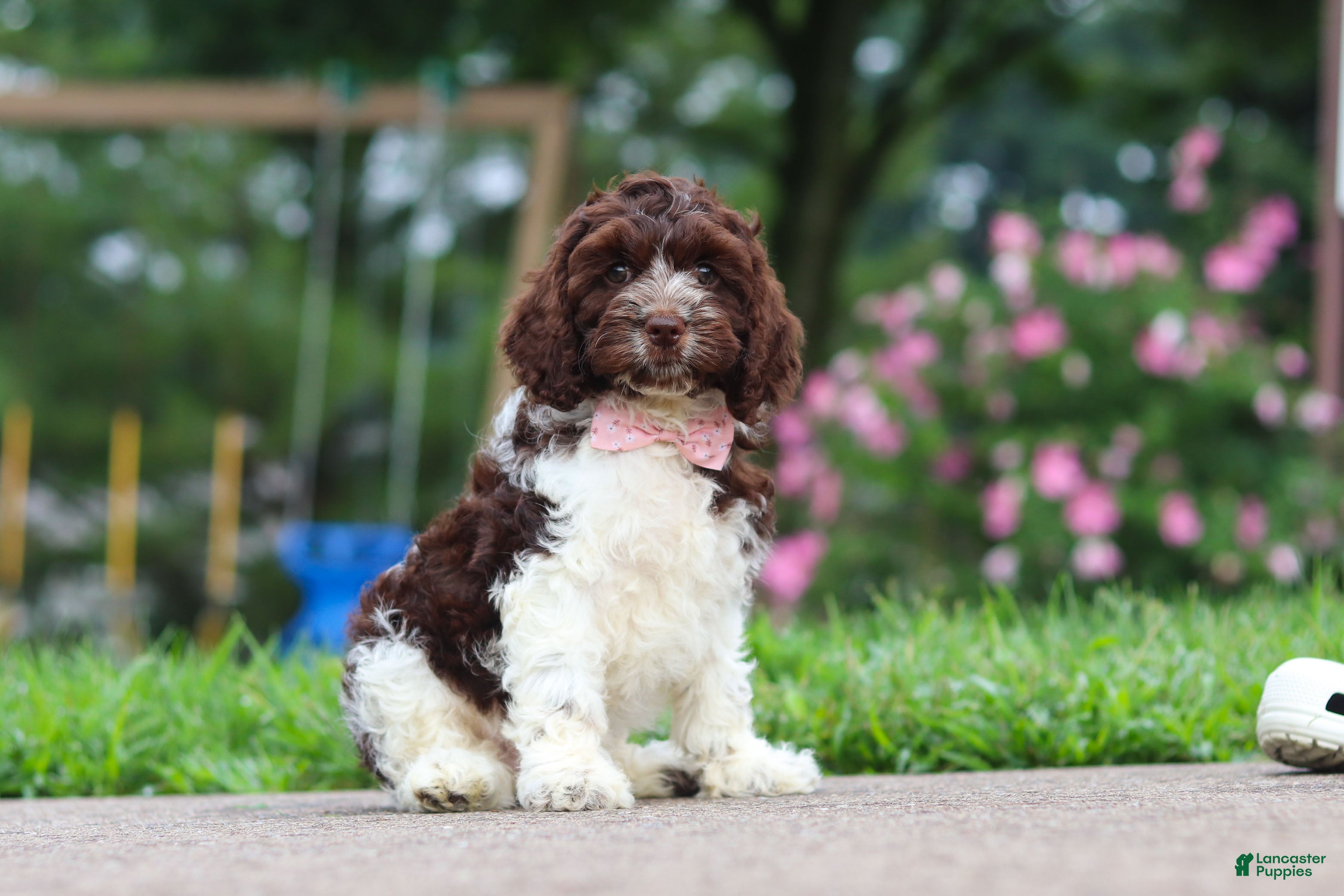 Cockapoo dogs Aleah - Ad 1