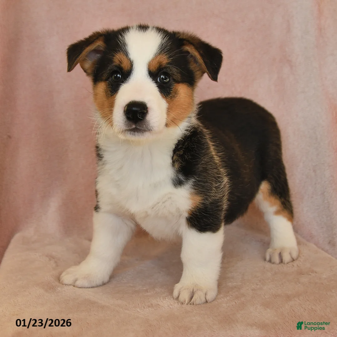 Welsh Corgi Pembroke dogs for sale: Irene - Ad 9