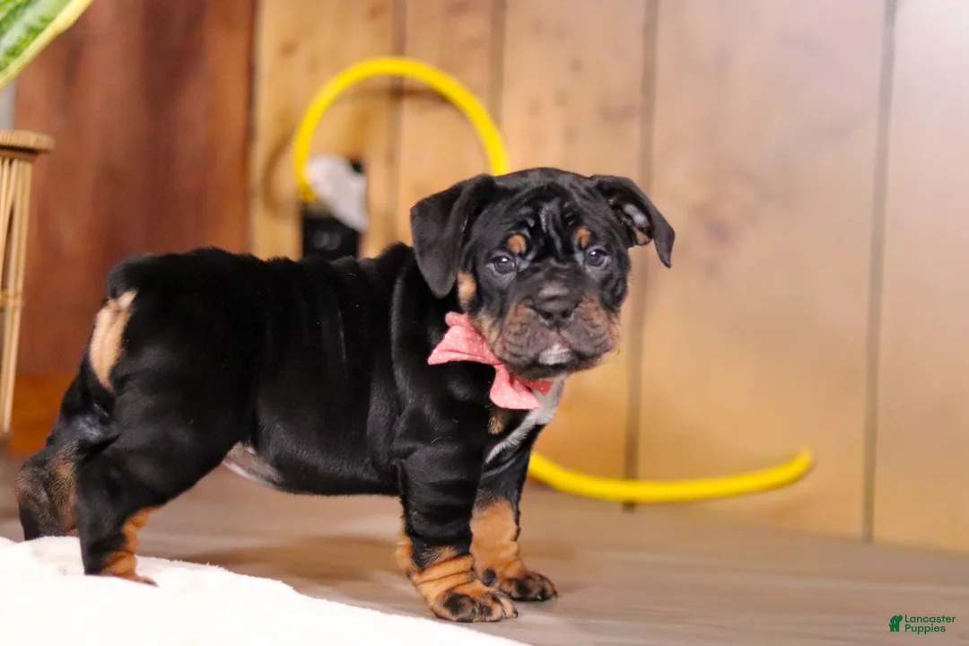 Beabull dogs for sale: Sally - Ad 6