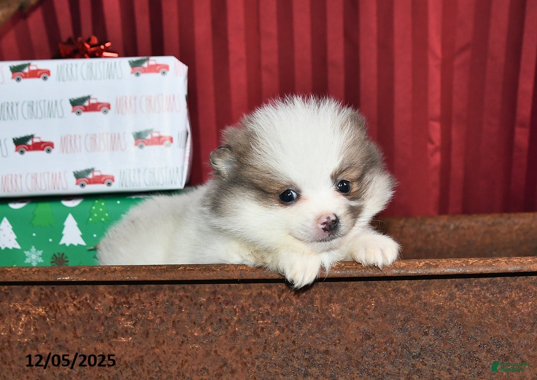 Pomeranian dogs for sale: Nicole - Ad 3