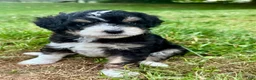 Mini Bernedoodle dogs for sale: Gale - Ad 3