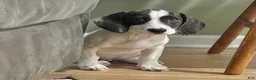 Mixed Breed dogs for sale: Tilly - Ad 4