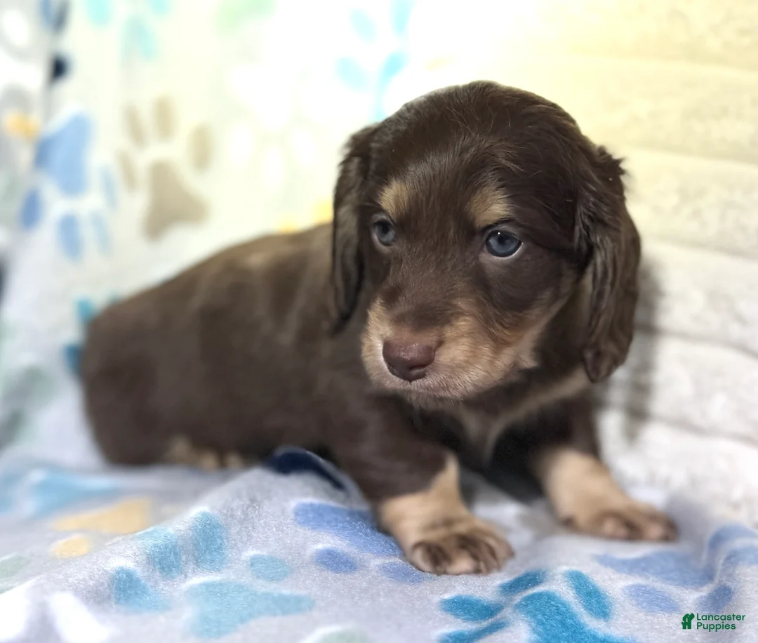 Miniature Dachshund dogs for sale: Kristoff - Ad 1