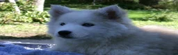 Pomsky dogs for sale: Buster - Ad 4