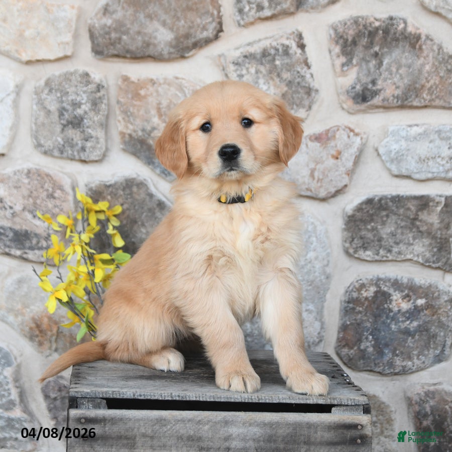 Golden Retriever dogs Dixie - Ad 1