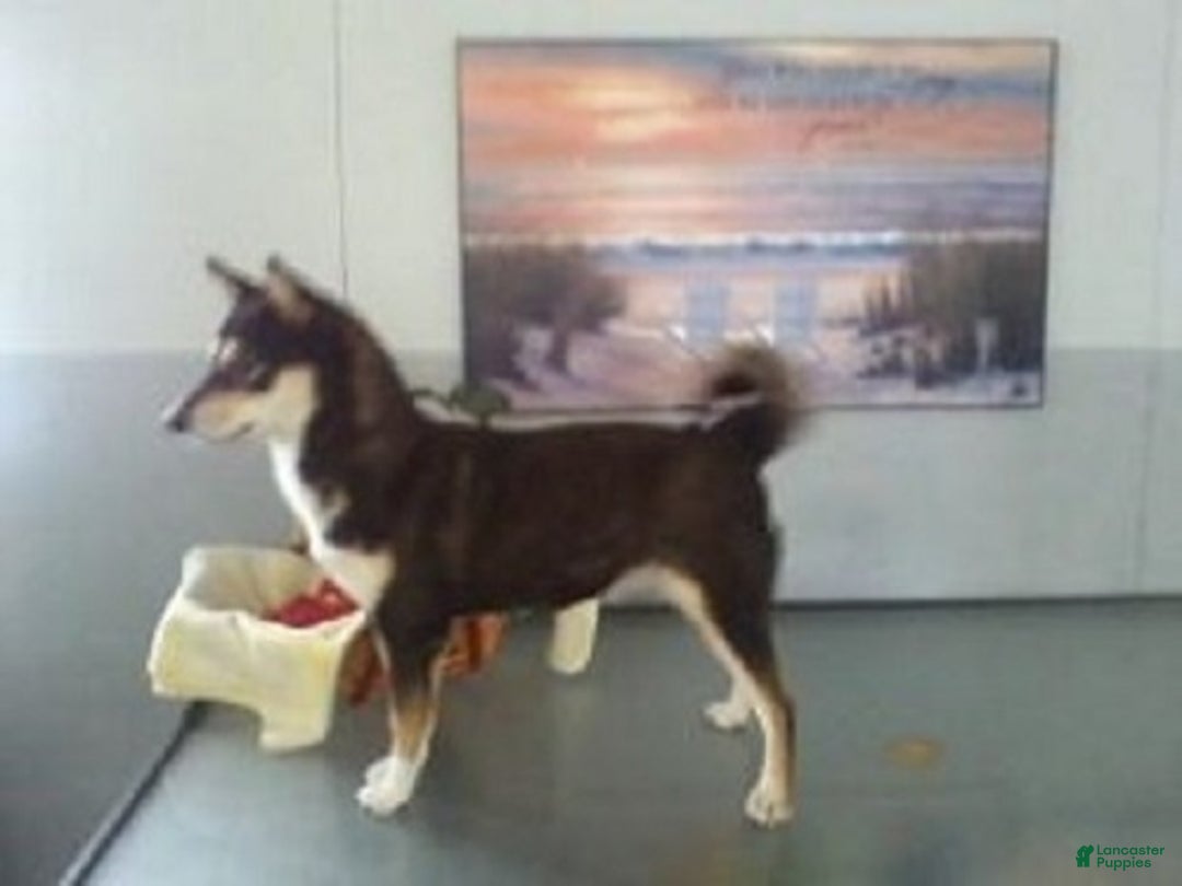 Shiba Inu dogs for sale: Benji - Ad 6