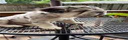 French Bulldog dogs for sale: French Bulldog 1 - Ad 8
