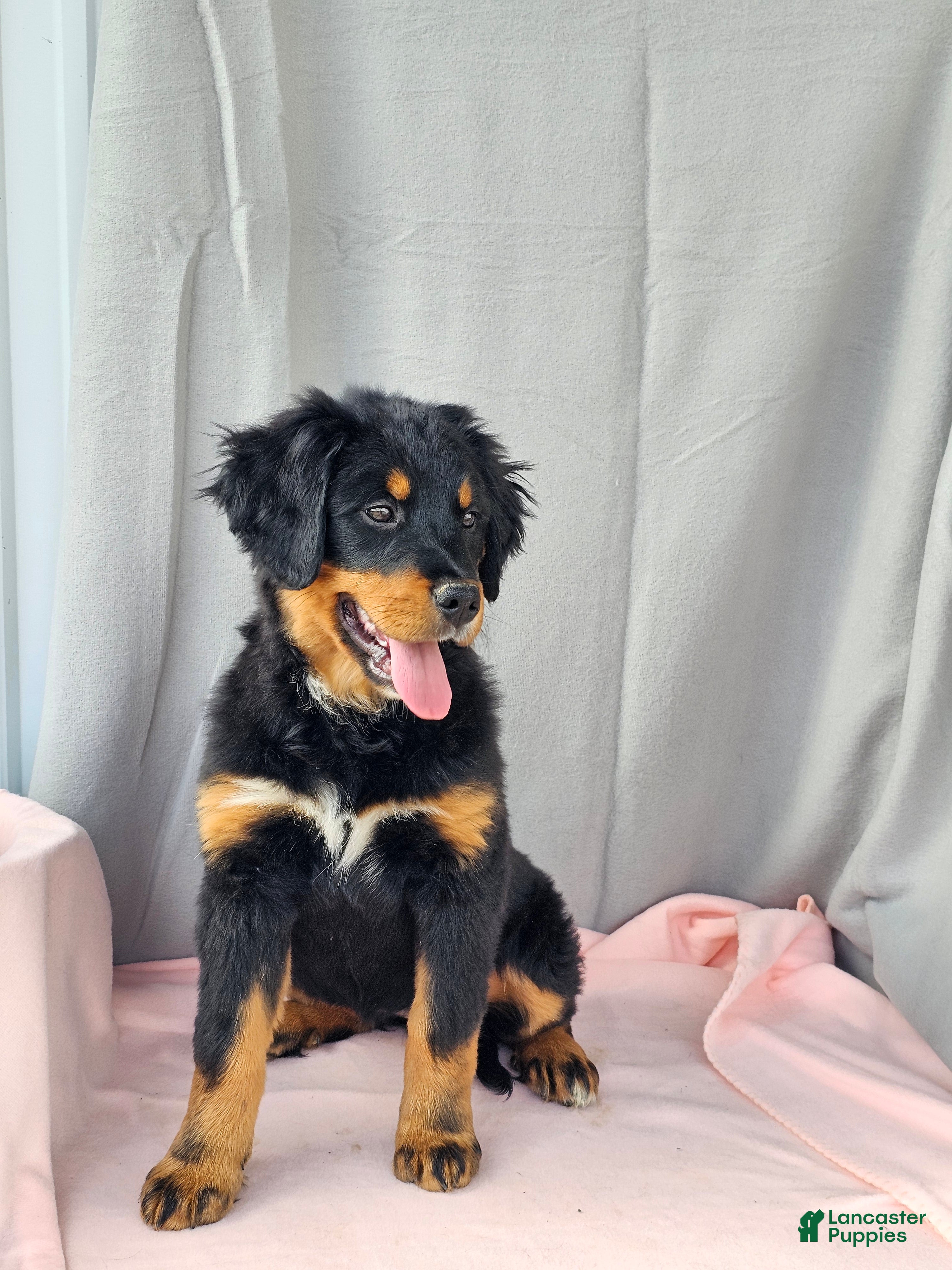 Mixed Breed dogs Poppi - Ad 1