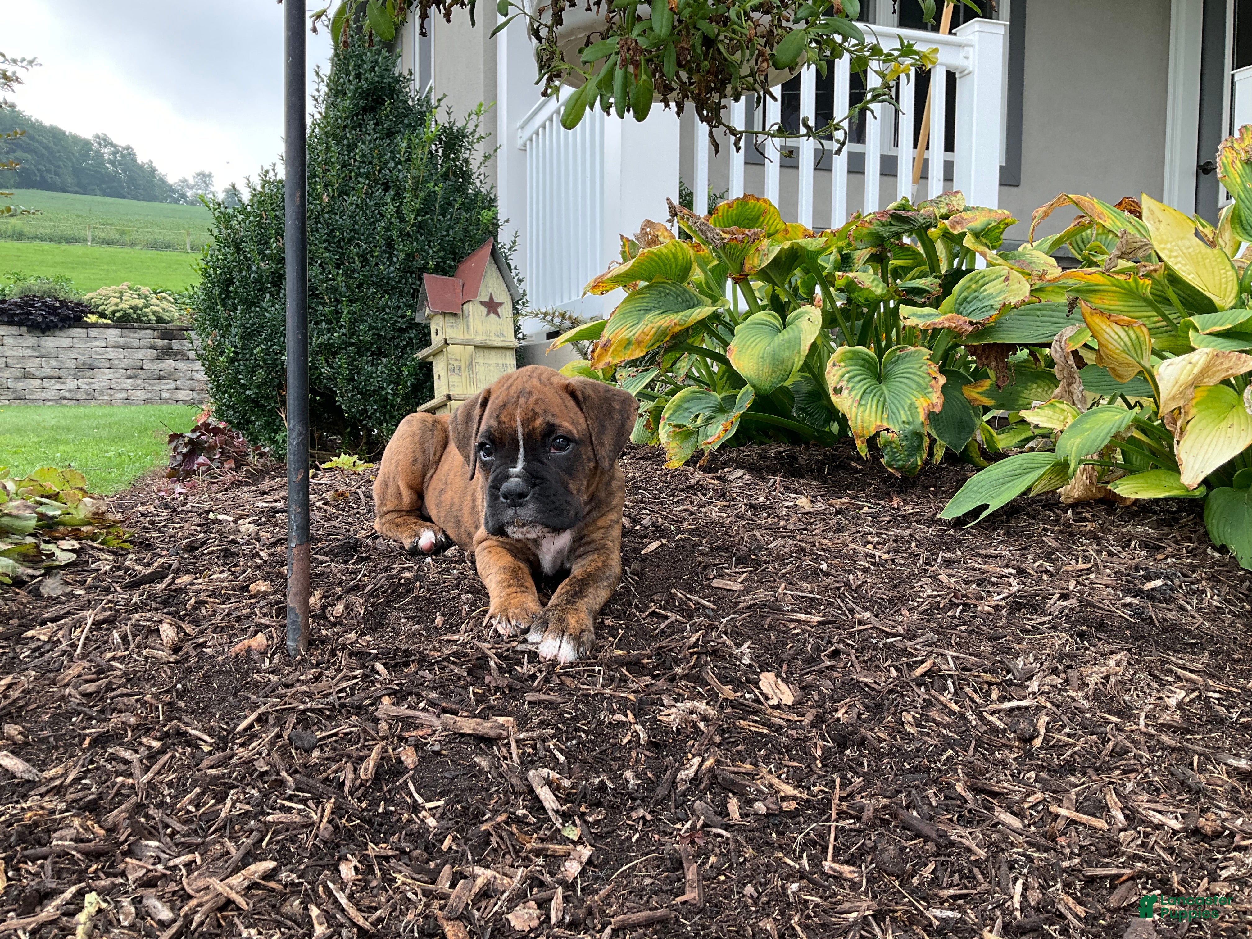 Boxer dogs Granger - Ad 1