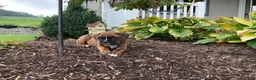 Boxer dogs for sale: Granger - Ad 1