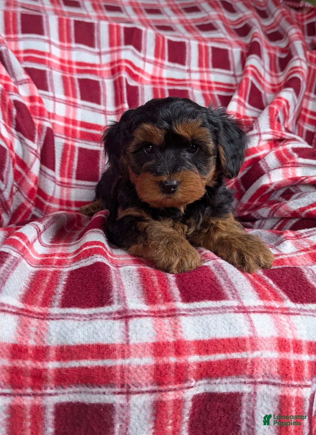 Yorkiepoo dogs for sale: Apollo - Ad 9