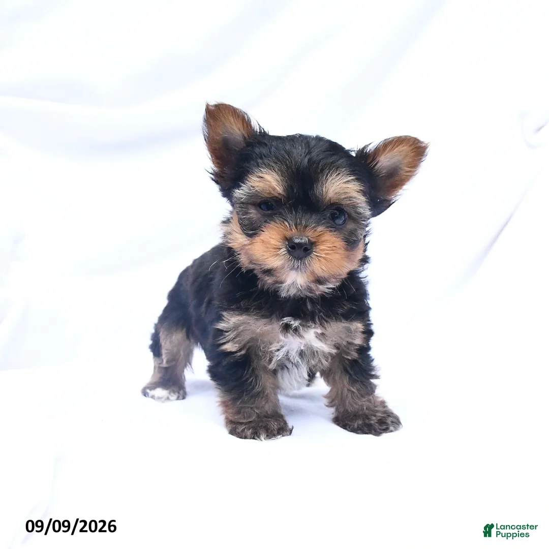 Yorkshire Terrier dogs for sale: Archie - Ad 1