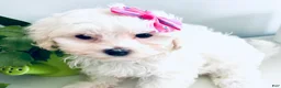 Maltese dogs for sale: Teacup Tiana - Ad 6