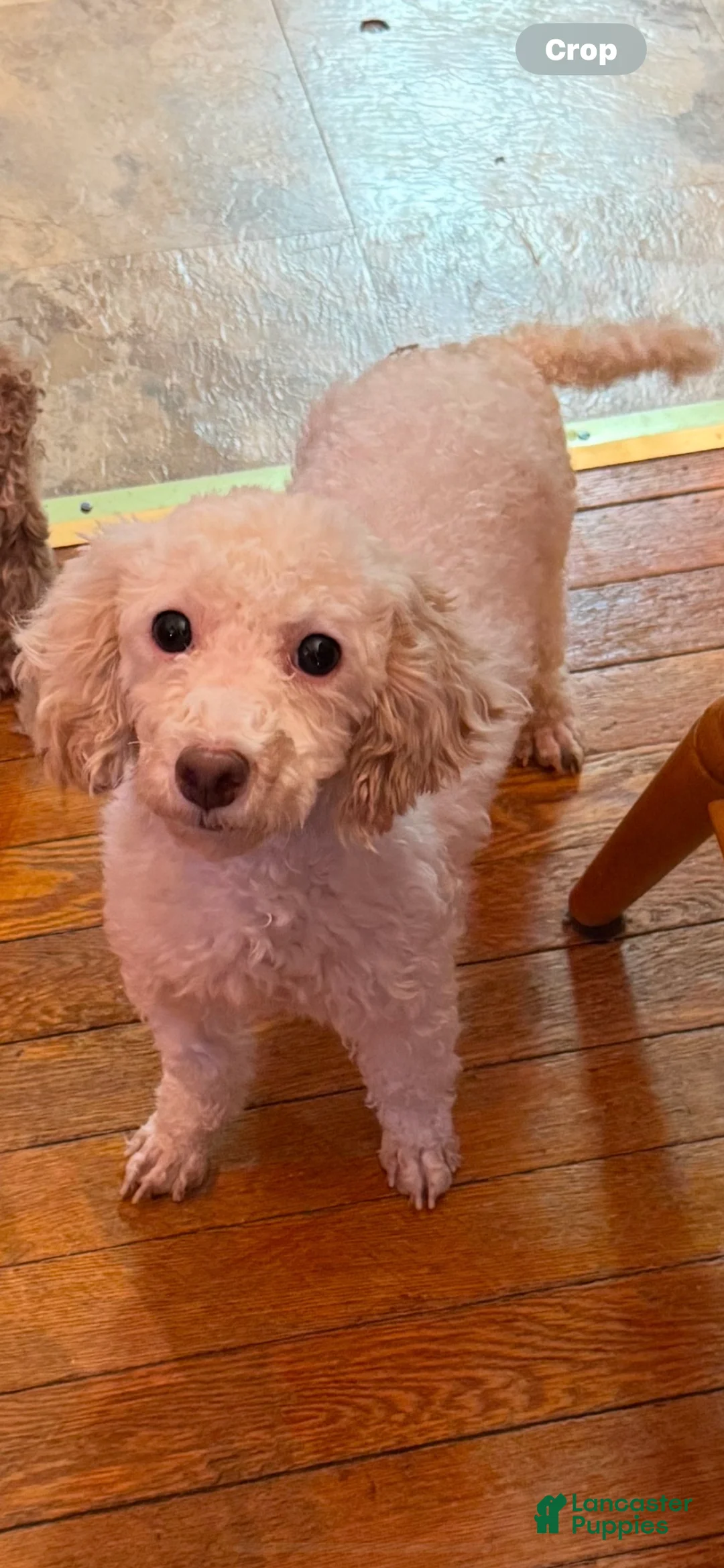 Toy Poodle dogs for sale: Vegeta - Ad 2