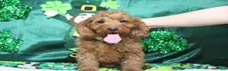 Cavapoo dogs for sale: Cinnamon  - Ad 9