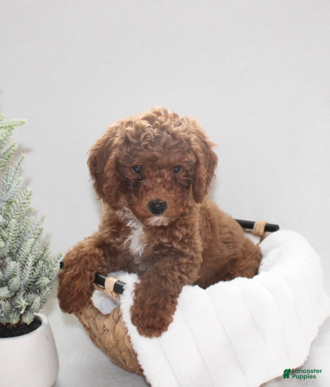 Cavapoo dogs for sale: Remi - Ad 2
