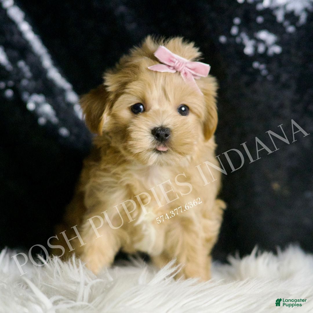 Maltipoo dogs Anita  - Ad 1
