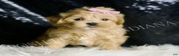 Maltipoo dogs for sale: Anita  - Ad 1