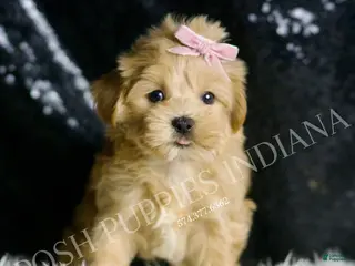 Maltipoo dogs Anita - Ad 1