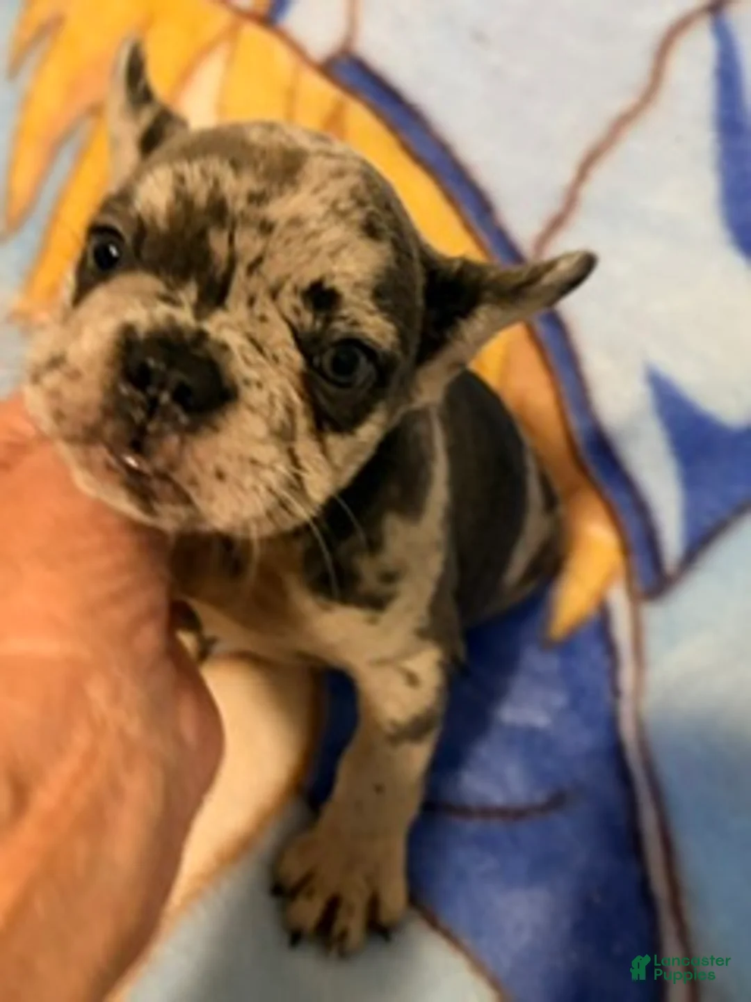 French Bulldog dogs for sale: Sofie - Ad 6