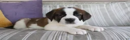 Saint Bernard dogs for sale: Mandy - Ad 3