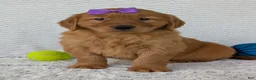 Golden Retriever dogs for sale: Miss Summer  - Ad 14