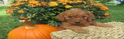 Mini Goldendoodle dogs for sale: Cider - Ad 4