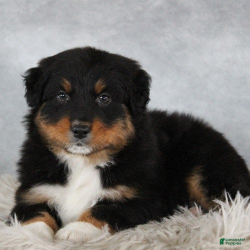 Australian Shepherd dogs Tristin - Ad 16