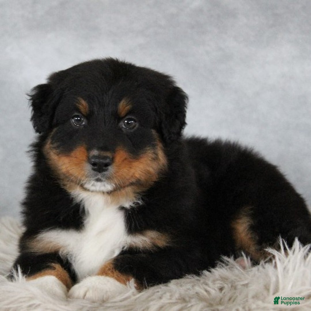 Australian Shepherd dogs for sale: Tristin - Ad 1