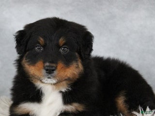Australian Shepherd dogs Tristin - Ad 19