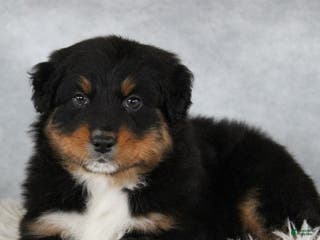 Australian Shepherd dogs Tristin - Ad 29