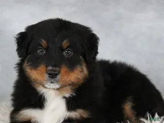 Australian Shepherd dogs Tristin - Ad 38