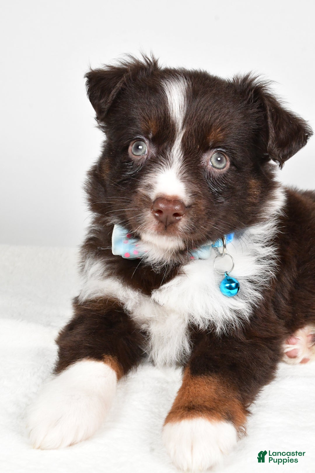 Mini Aussiedoodle dogs for sale: Stormy - Ad 3