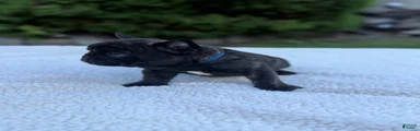 French Bulldog Puppy 3