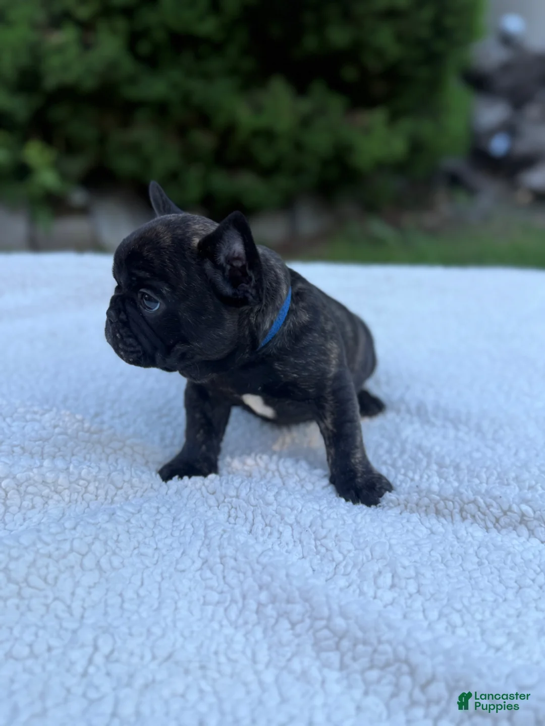 French Bulldog dogs for sale: French Bulldog Puppy 3 - Ad 1