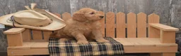 Goldendoodle dogs for sale: Buster - Ad 7