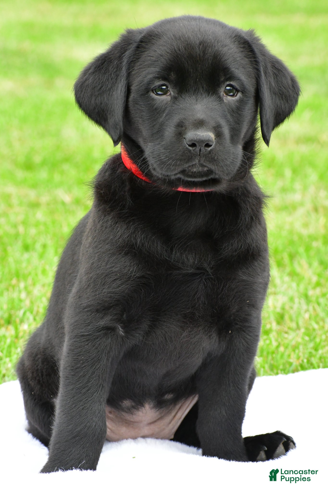 Labrador Retriever dogs Lola - Ad 1