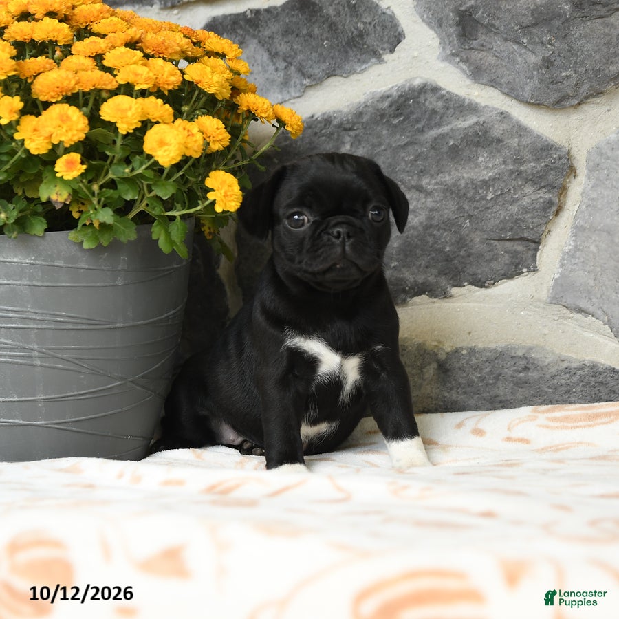 Pug dogs Pickles - Ad 1