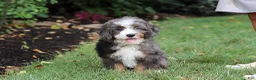 Mini Bernedoodle dogs for sale: Whyatt - Ad 10