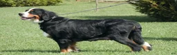Bernedoodle dogs for sale: Bernedoodle Puppy 1 - Ad 2