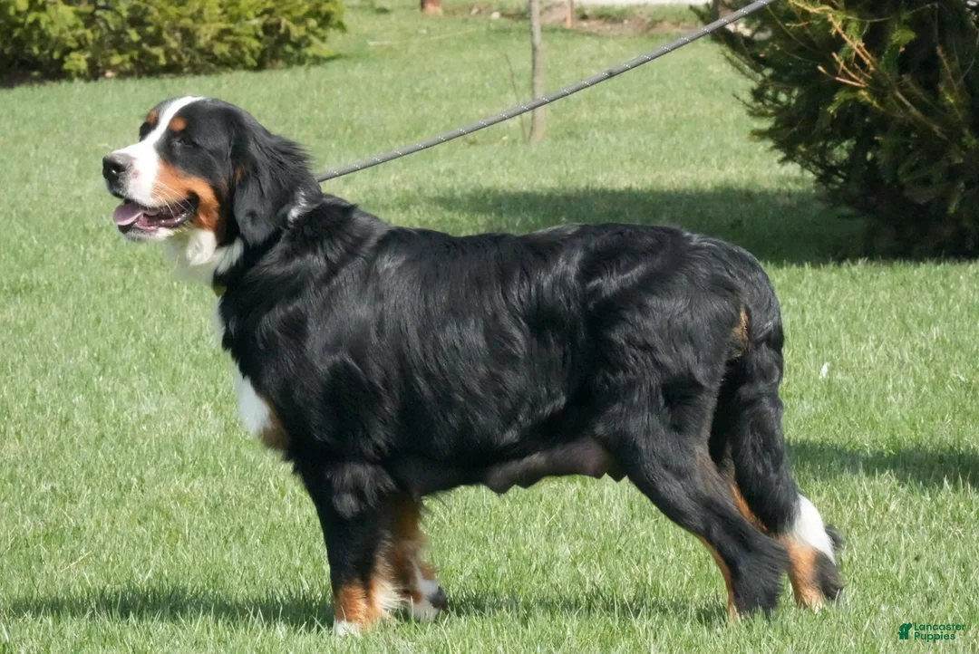 Bernedoodle dogs for sale: Bernedoodle Puppy 1 - Ad 2