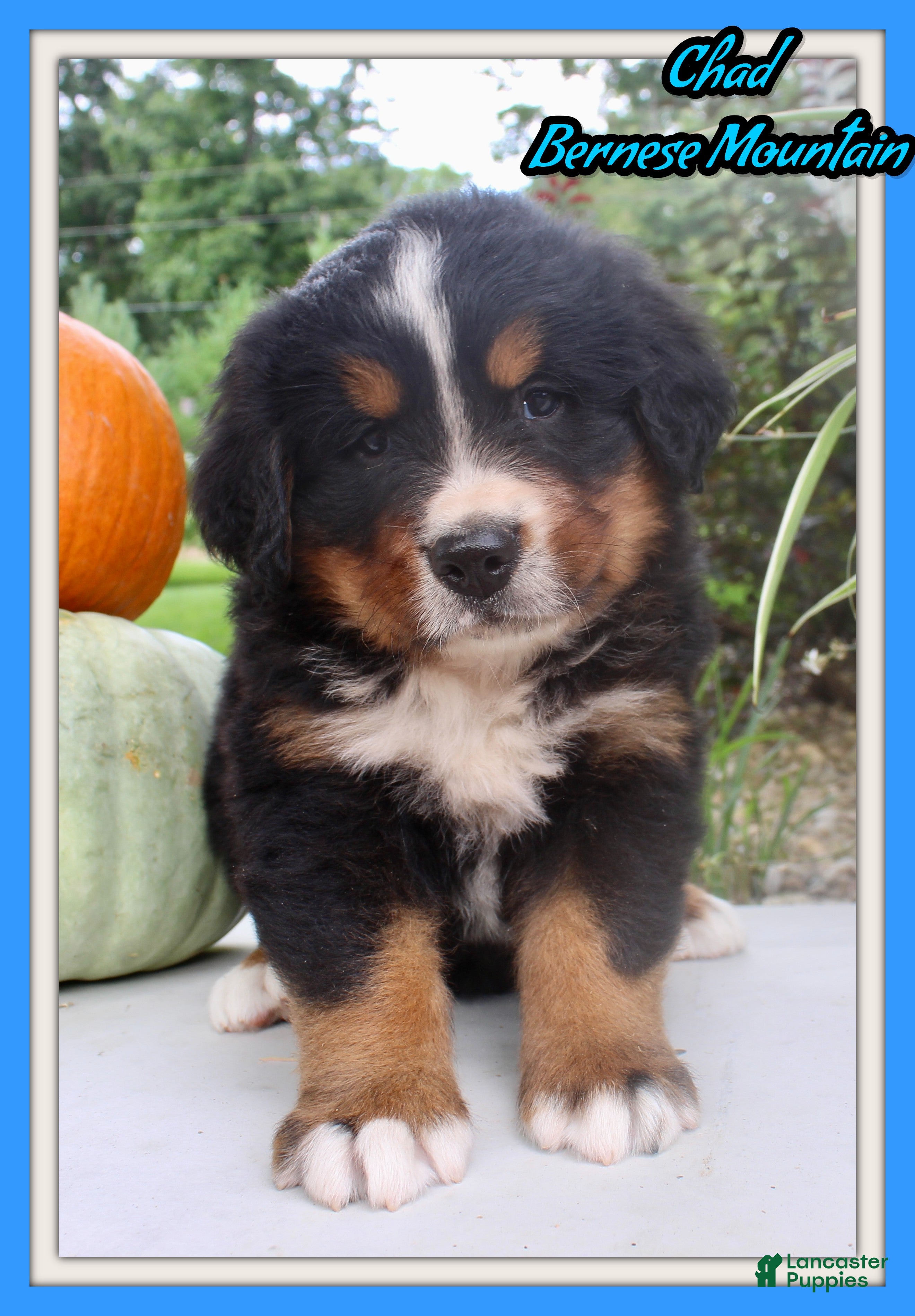 Bernese Mountain Dog dogs Chad - Ad 1