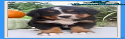 Bernese Mountain Dog dogs for sale: Chad - Ad 1