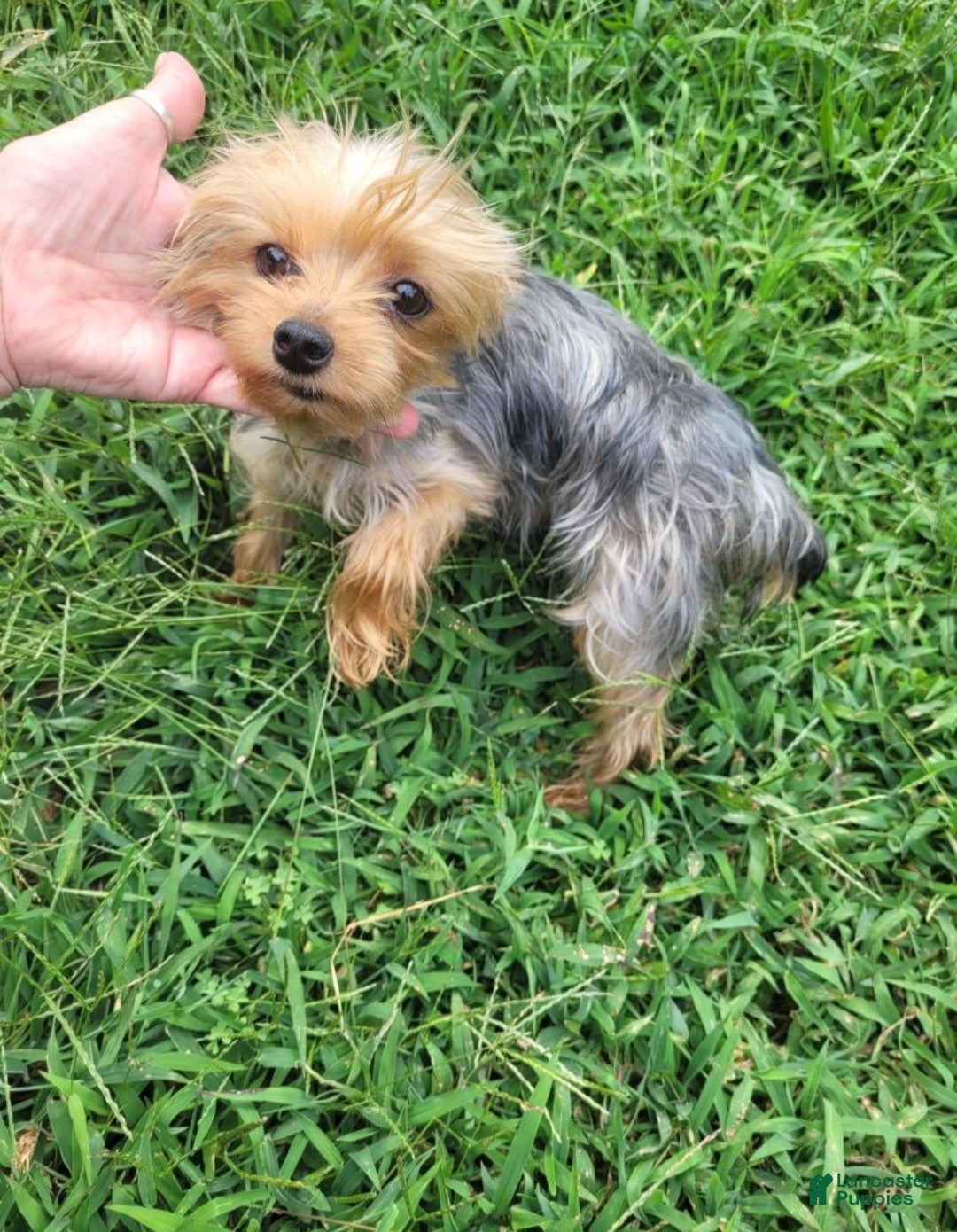Yorkshire Terrier dogs Lenny - Ad 2