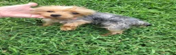 Yorkshire Terrier dogs for sale: Lenny - Ad 2
