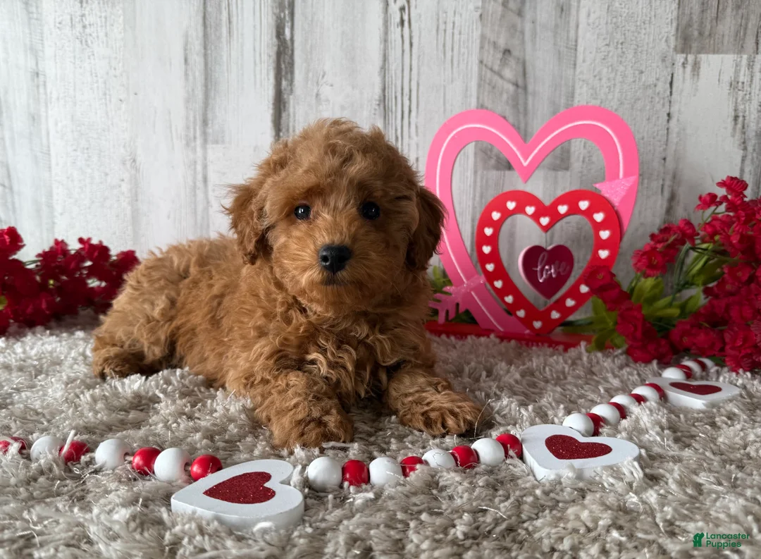 Toy Poodle dogs for sale: Tyson - Ad 4